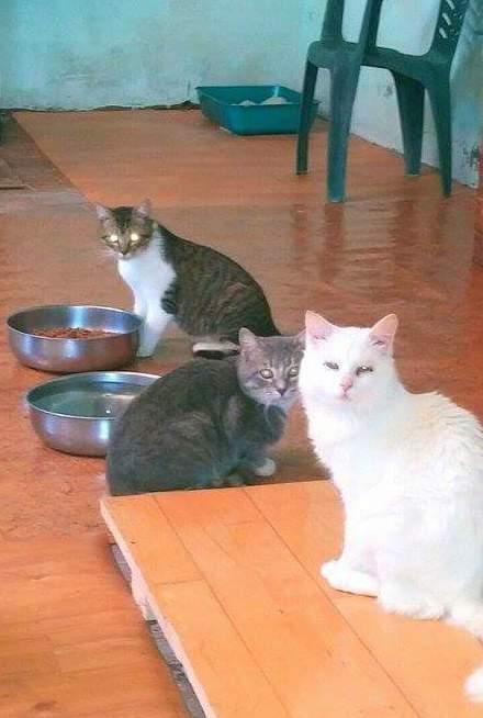 Cani e gatti, 15mila euro per le sterilizzazioni