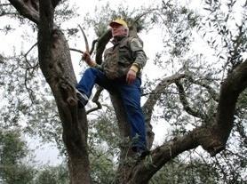 Ittiri, produzione di olive a macchia di leopardo 