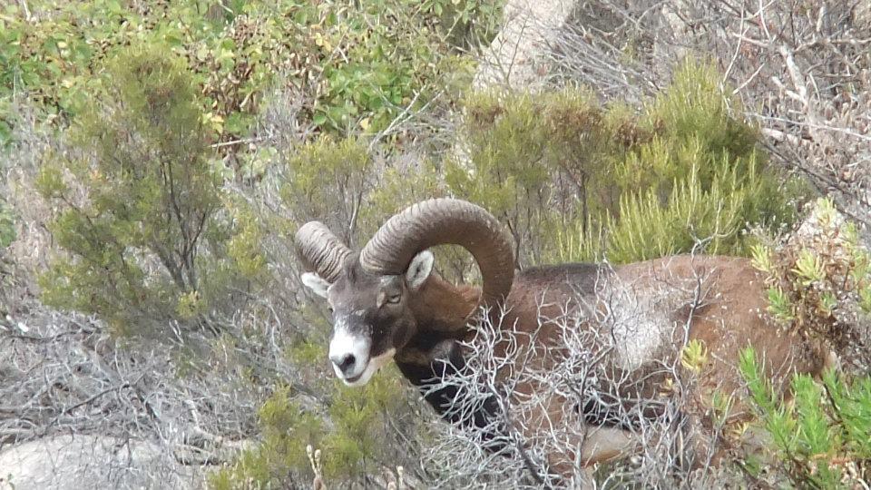 Mufloni condannati a morte al Giglio. La protesta degli animalisti e la replica del Parco