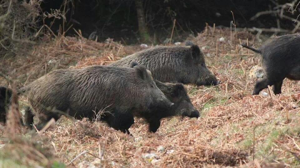 I cinghiali si sono accaniti sul cane dell'allevatrice: in pochi secondi la tragedia