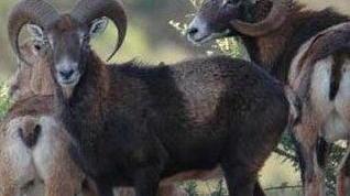 Mufloni condannati «Vogliono abbatterli»