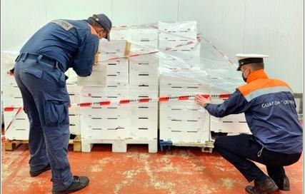 Sequestrati 612 chili di pesce Scatta la multa da 4mila euro 