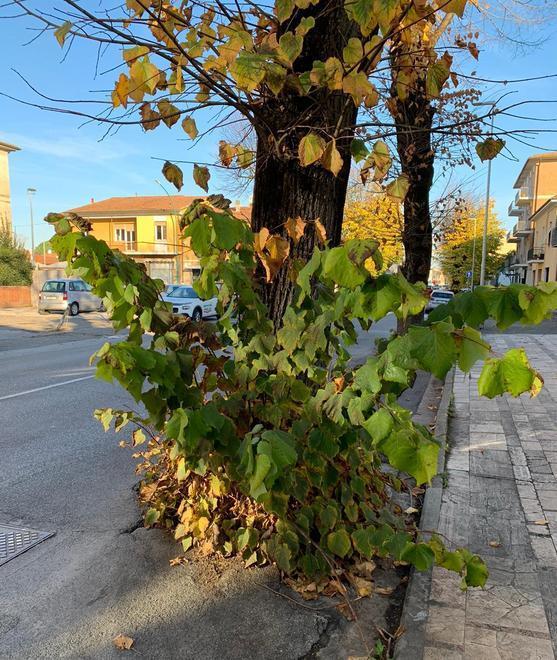 «Serve potatura urgente agli alberi in via Valdera P.»