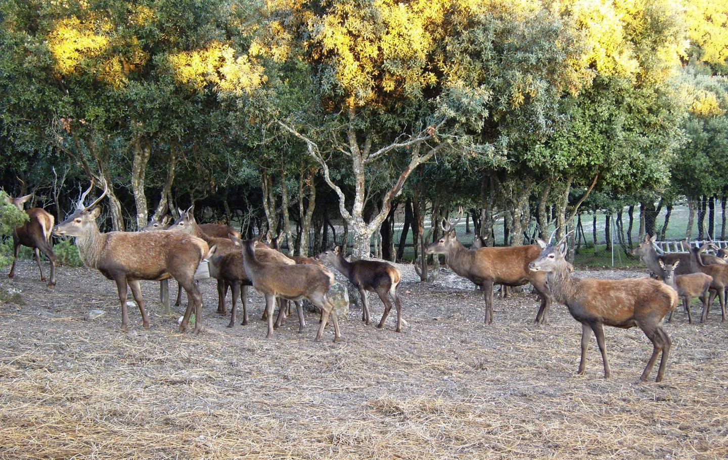 «I cervi a Laconi adesso sono un problema» 