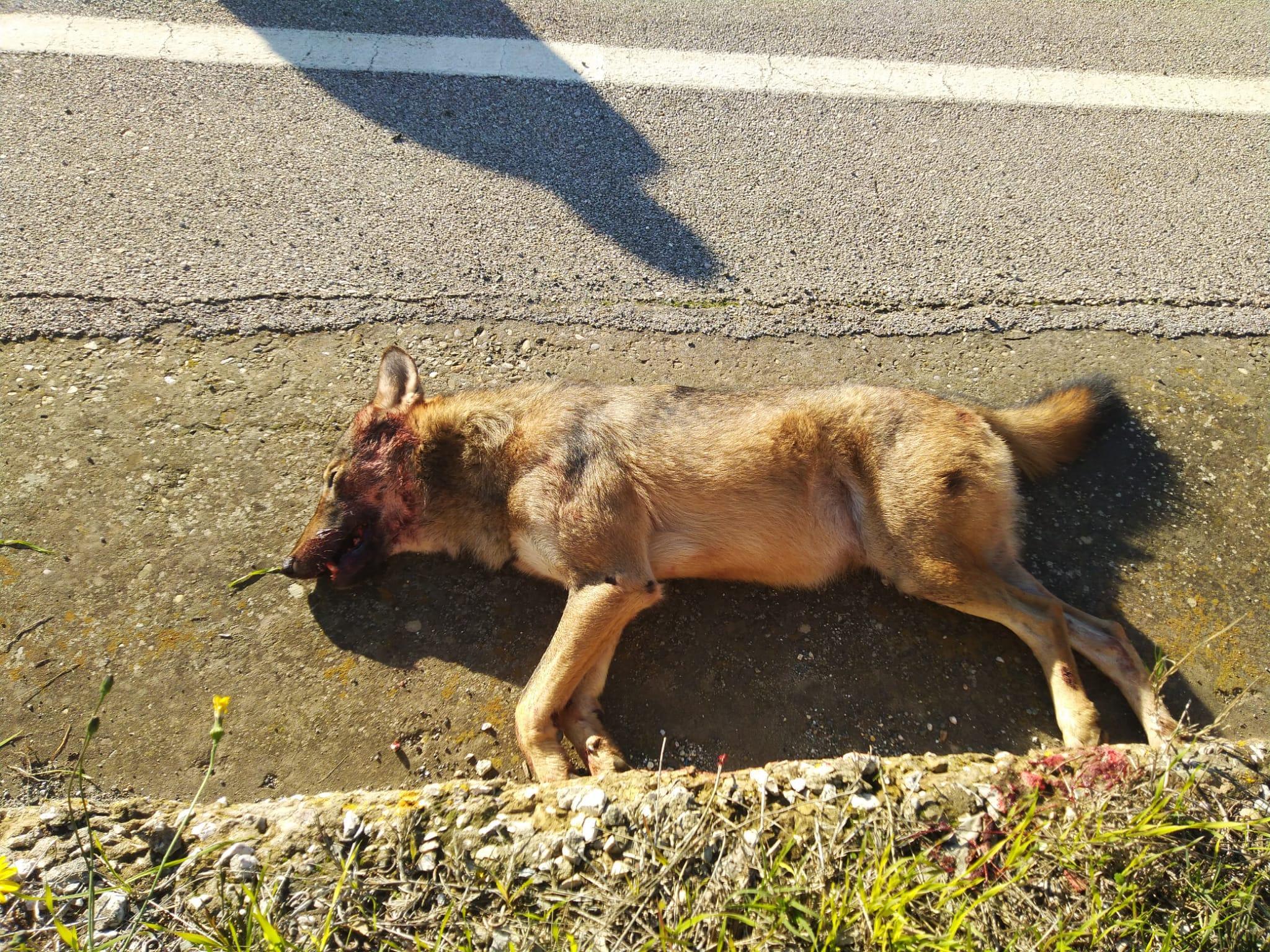 L'esemplare senza vita a lato della carreggiata, sull'Aurelia a Orbetello
