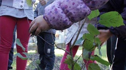 I bambini delle materne piantano aceri e frassini