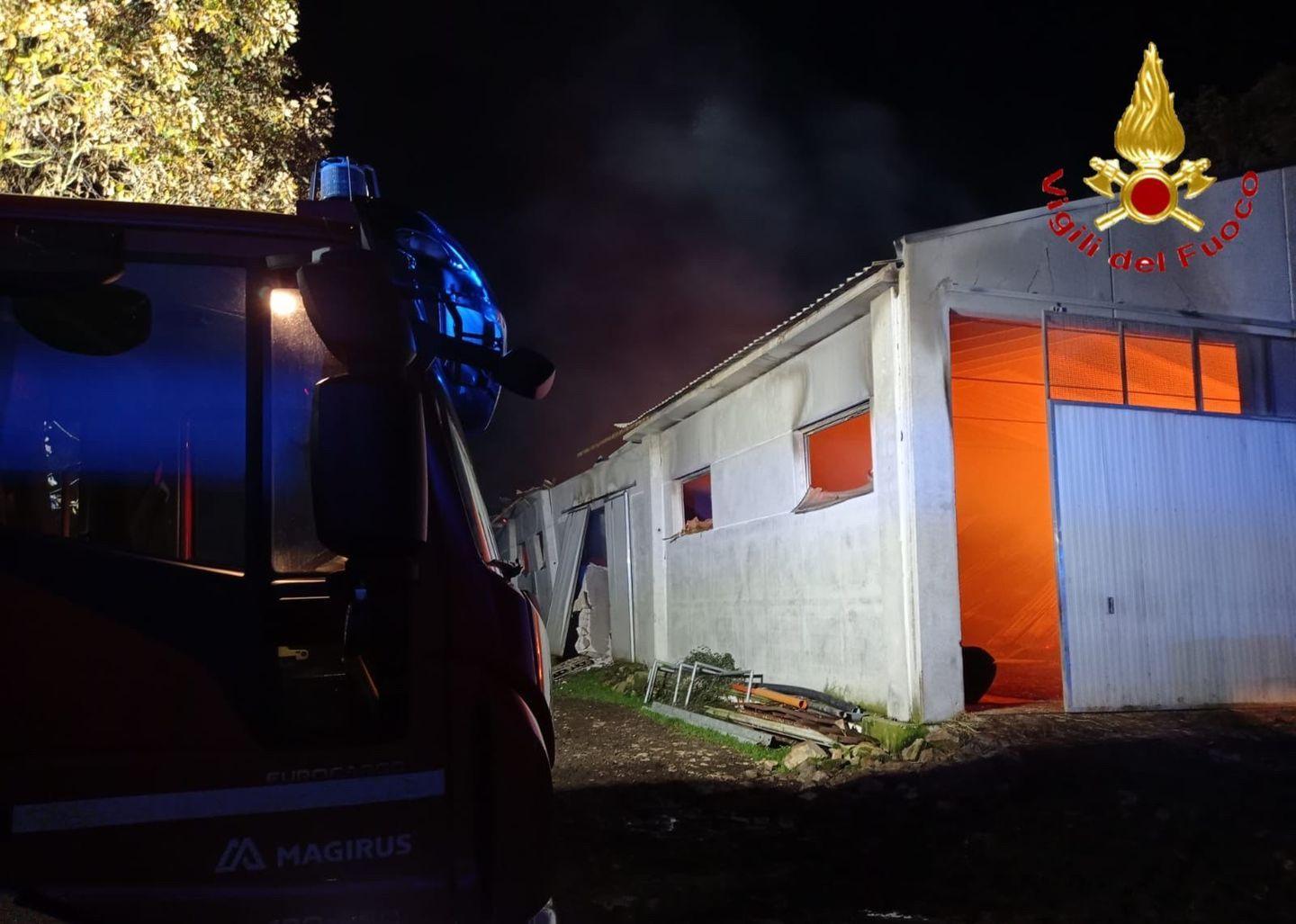Incendio in un’azienda: strage di vitelli 