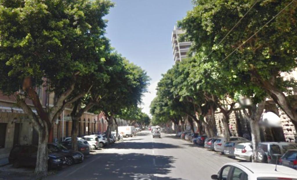 Petizione a Cagliari per salvare gli alberi centenari di viale Trieste: il Comune li vuole abbattere