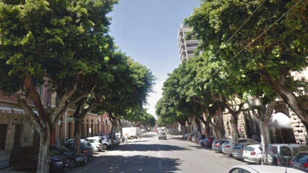 Petizione a Cagliari per salvare gli alberi centenari di viale Trieste: il Comune li vuole abbattere