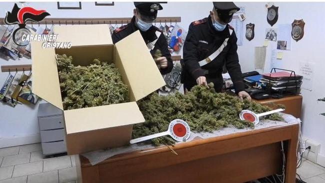 Piantagioni di canapa nell'Oristanese: droga per 17 milioni di euro e 3 arresti 