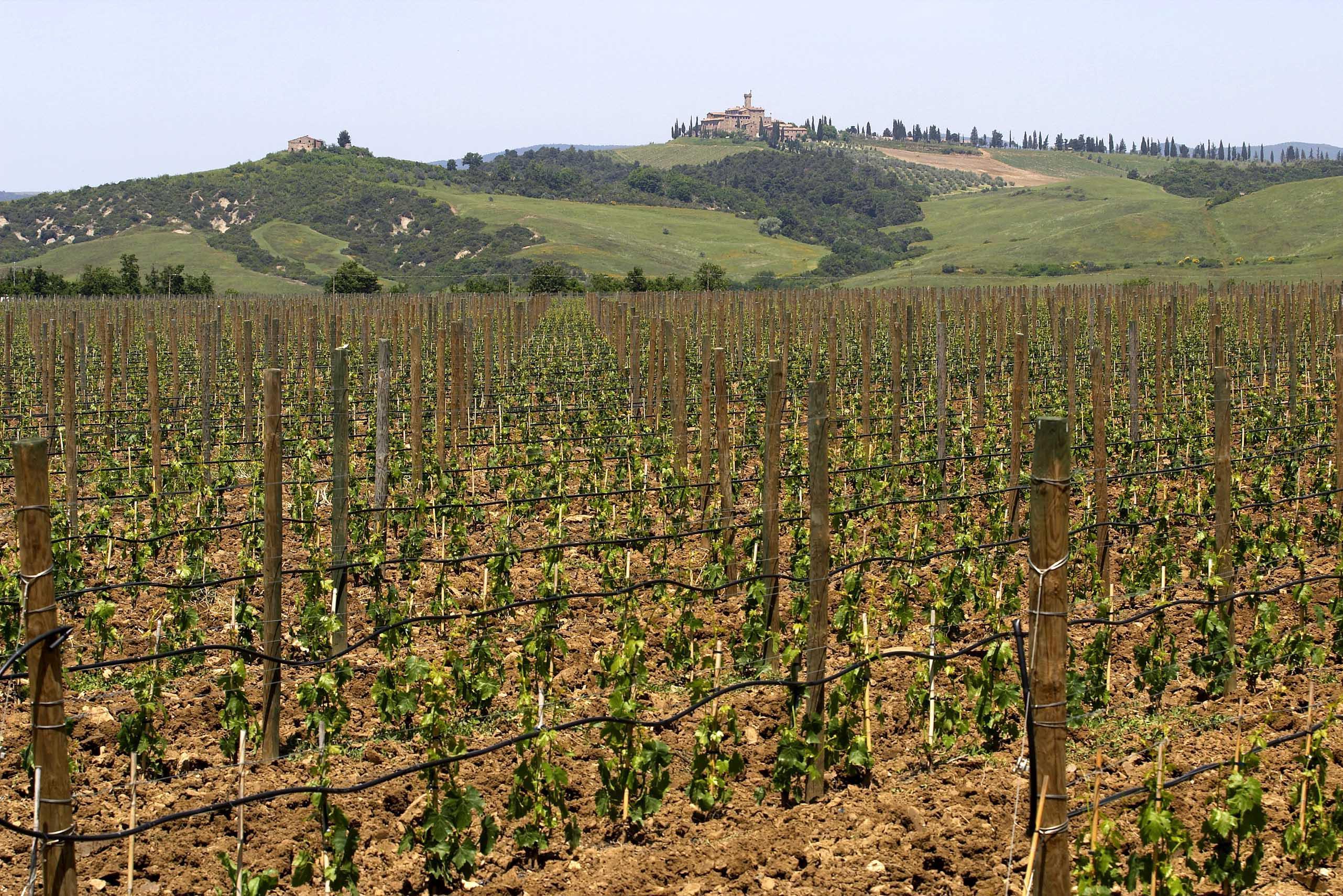 Una veduta della zona di Cinigiano