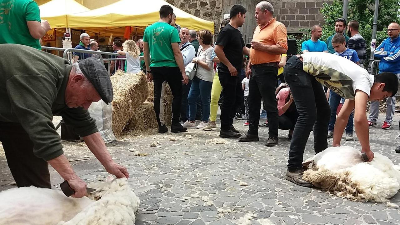 Tre bandi per la filiera della lana