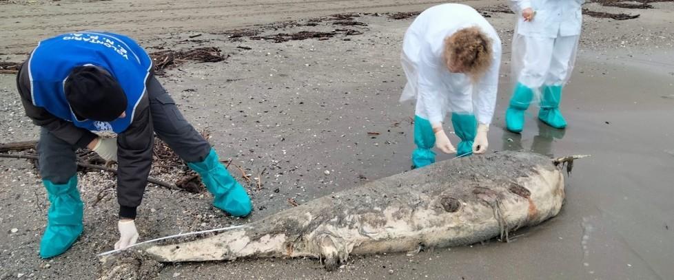 Altre quattro tartarughe trovate morte in spiaggia «Fenomeno anomalo»