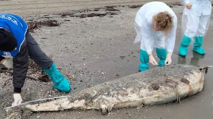 Altre quattro tartarughe trovate morte in spiaggia «Fenomeno anomalo»
