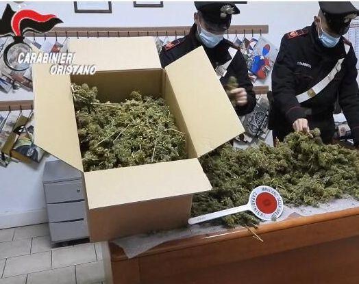 Marijuana, coltivatori in trappola 