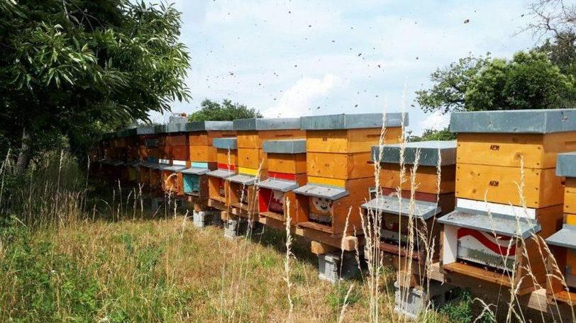 Sono aperte le iscrizioni al corso per apicoltore organizzato a Terricciola