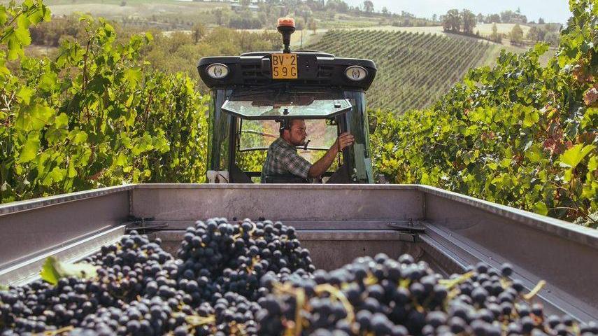 Gli sbalzi climatici riducono l’uva del 15% ma la qualità è elevata