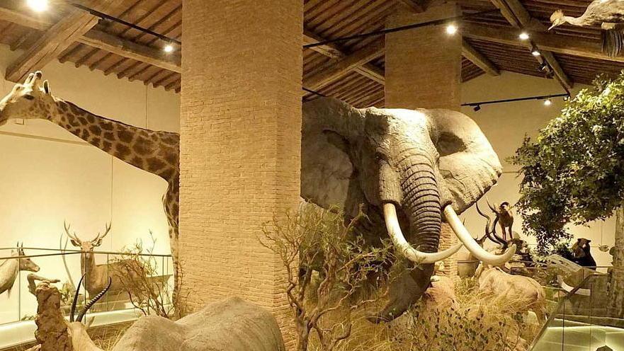 Gli animali conservati nella sala della biodiversità al museo di Storia naturale di Calci