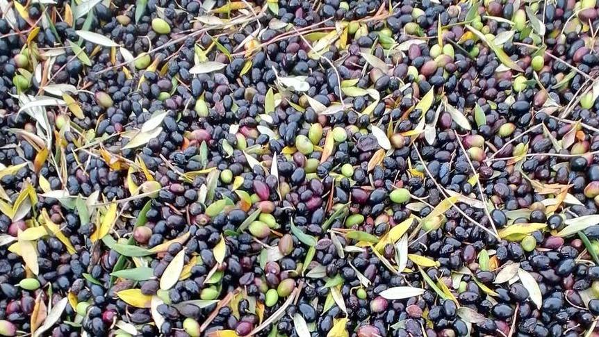 Nella terra dei vini nasce l’olio Igp Toscano Bolgheri