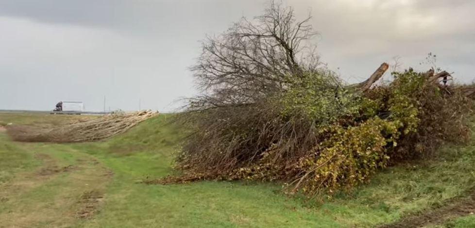 Alberi lungo il Reno «Bando rispettato I tagli sono regolari» 
