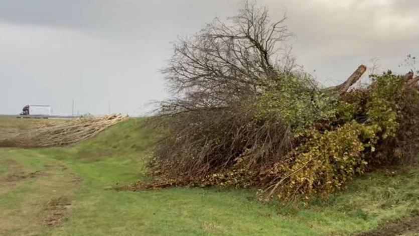 Alberi lungo il Reno «Bando rispettato I tagli sono regolari»