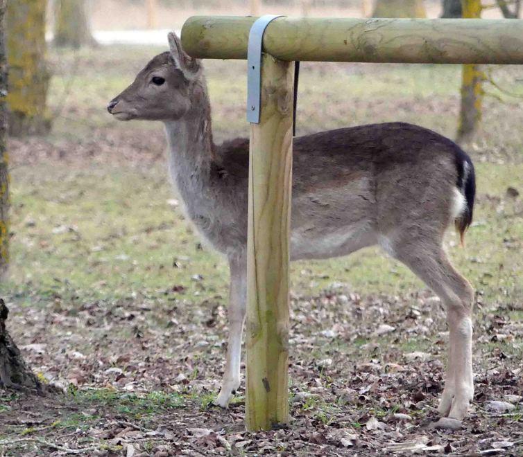 Via i daini dalla pineta È scontro in Regione «Una guerra agli animali»