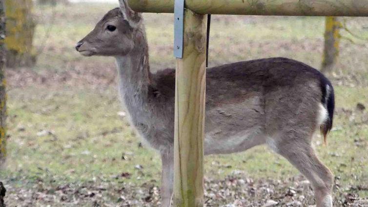 Via i daini dalla pineta È scontro in Regione «Una guerra agli animali»