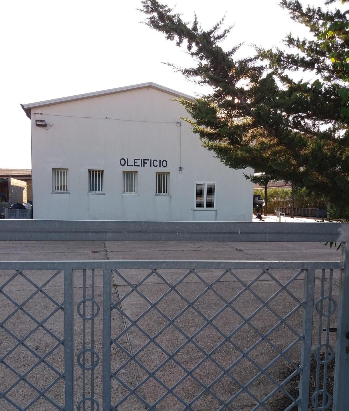 Tutti in fila per la molitura delle olive 