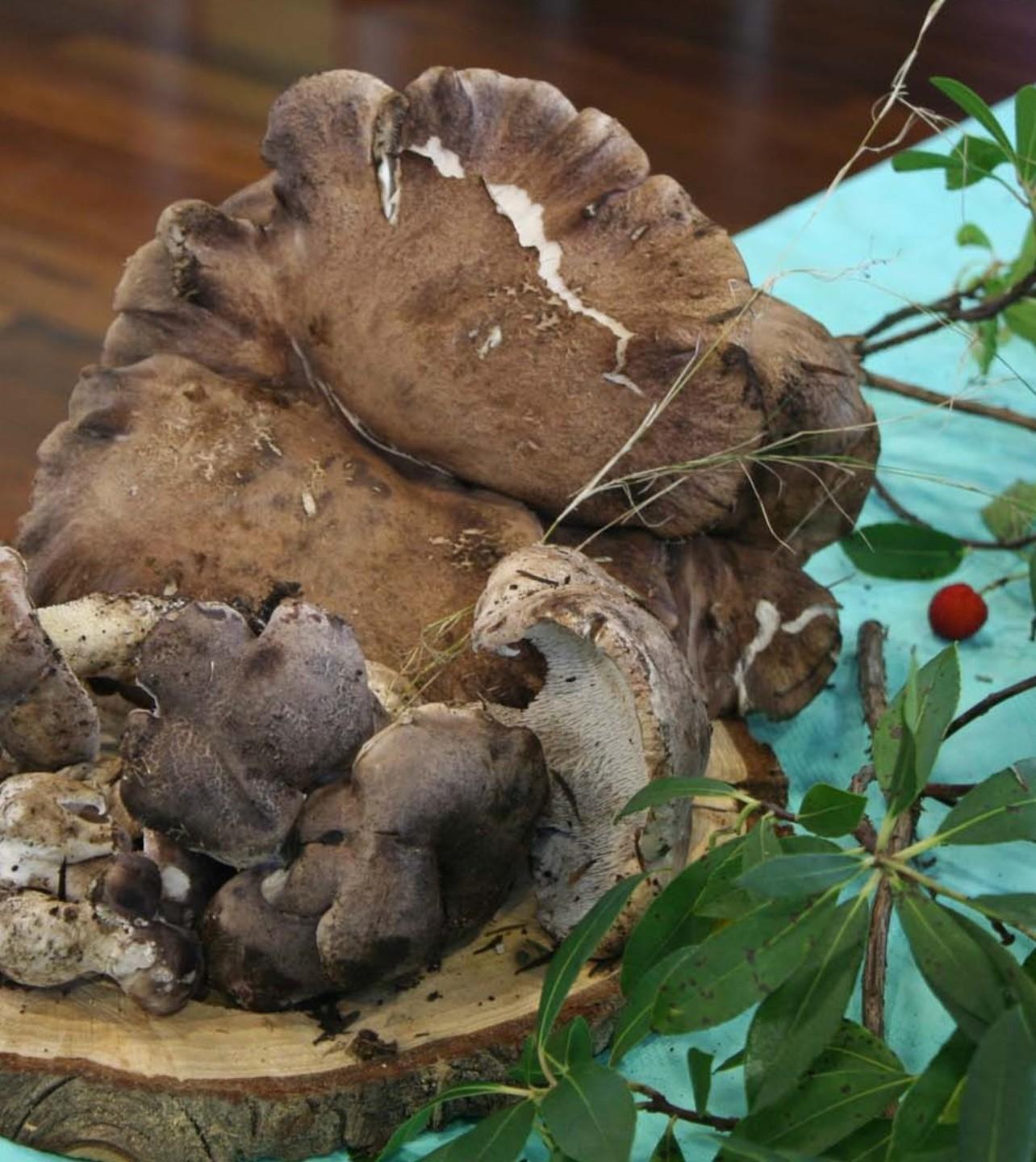 Antunna e casizolu: parte la 23esima rassegna 