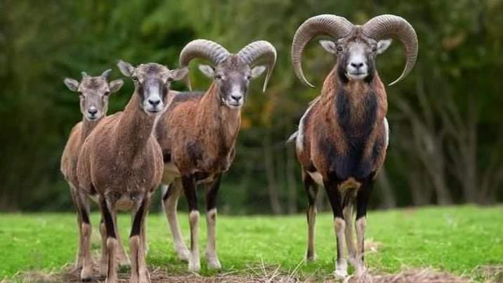 Mufloni al Giglio, Brambilla: "Intesa con il Parco, li abbiamo salvati dalla morte"