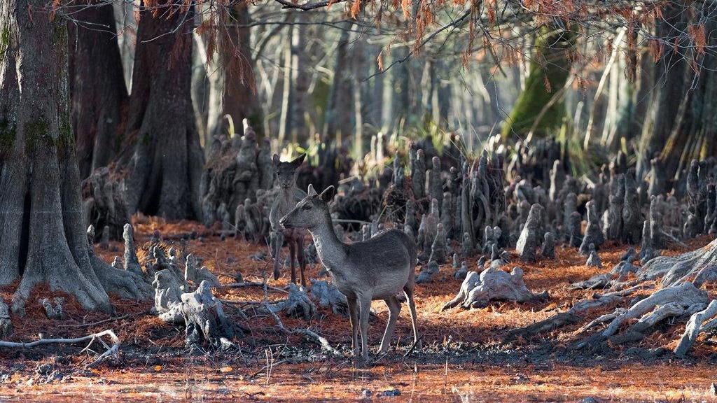 Il presidente del Parco dell'Arcipelago: "Bani vuole salvare i mufloni del Giglio? Ma se a San Rossore uccide i daini"