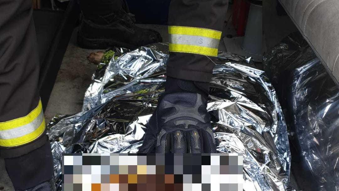 Il cane dopo il soccorso