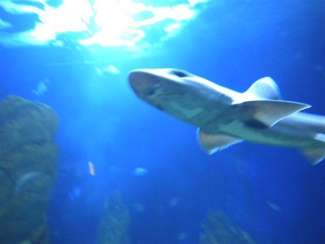Primo squalo al mondo nato per partenogenesi, è successo nell'acquario di Cala Gonone