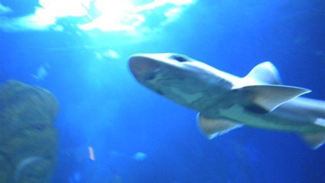 Primo squalo al mondo nato per partenogenesi, è successo nell'acquario di Cala Gonone
