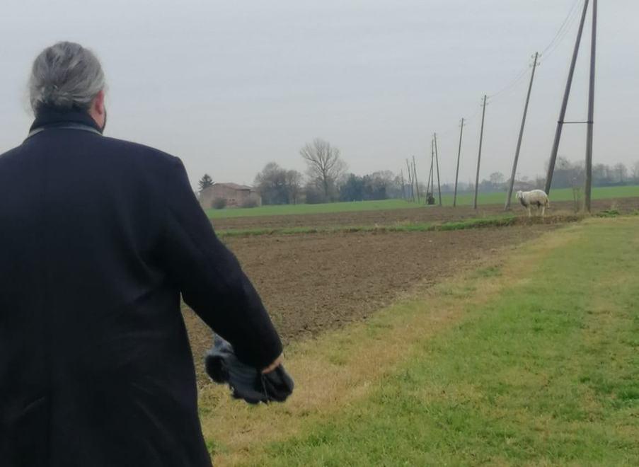 La pecorella smarrita Il sindaco Fabbri: qualcuno la adotti 