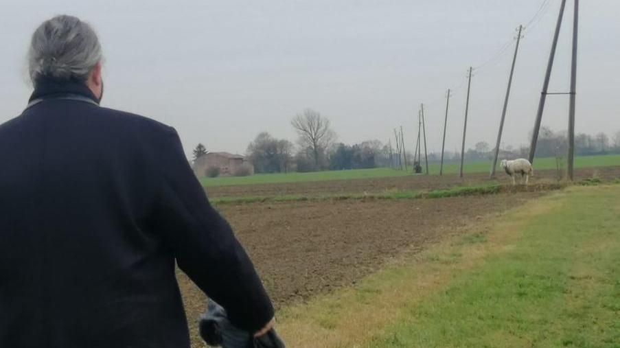 La pecorella smarrita Il sindaco Fabbri: qualcuno la adotti