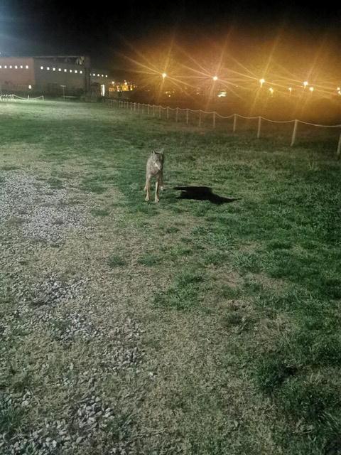 Il lupo avvistato e fotografato a Cecina alle porte della città
