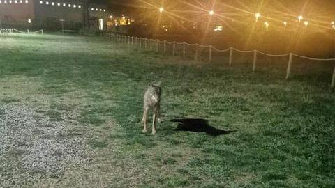 Il lupo avvistato e fotografato a Cecina alle porte della città