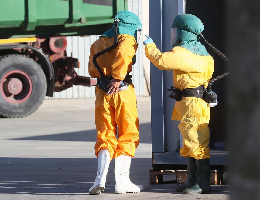 Abbattuti oltre 37mila tacchini, paura per l’influenza aviaria 