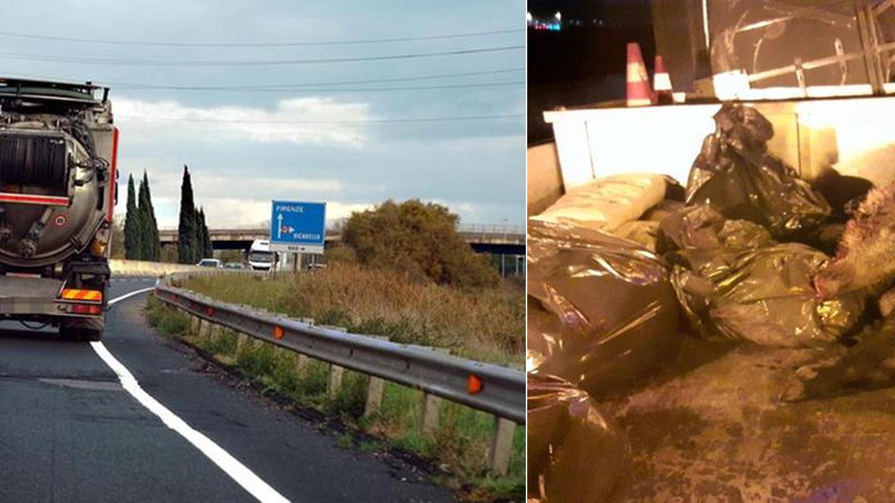 Due auto contro sei cinghiali in Fi-Pi-Li, sfiorata la tragedia 