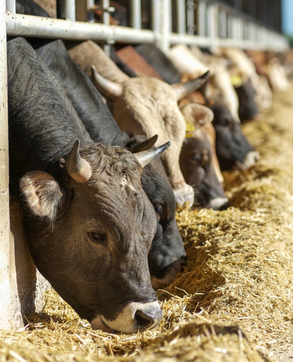 Regione: 40mila dosi per vaccinare i bovini contro la Blue tongue