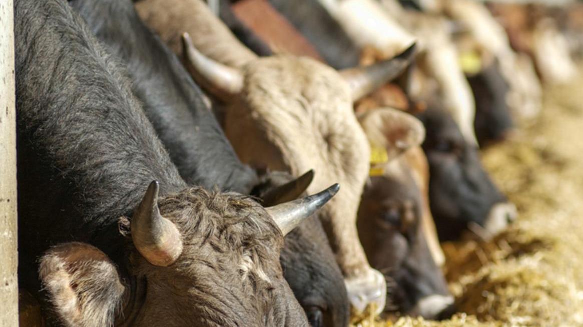 Regione: 40mila dosi per vaccinare i bovini contro la Blue tongue