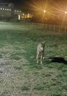 Uno dei lupi avvistati a Cecina