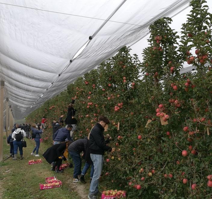 “Adotta un albero” va forte col marchio Salvi Vivai 