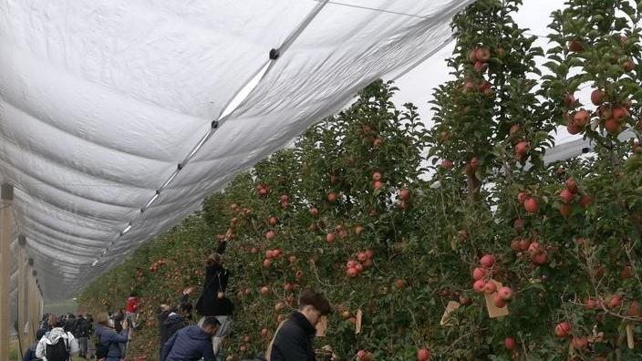 “Adotta un albero” va forte col marchio Salvi Vivai