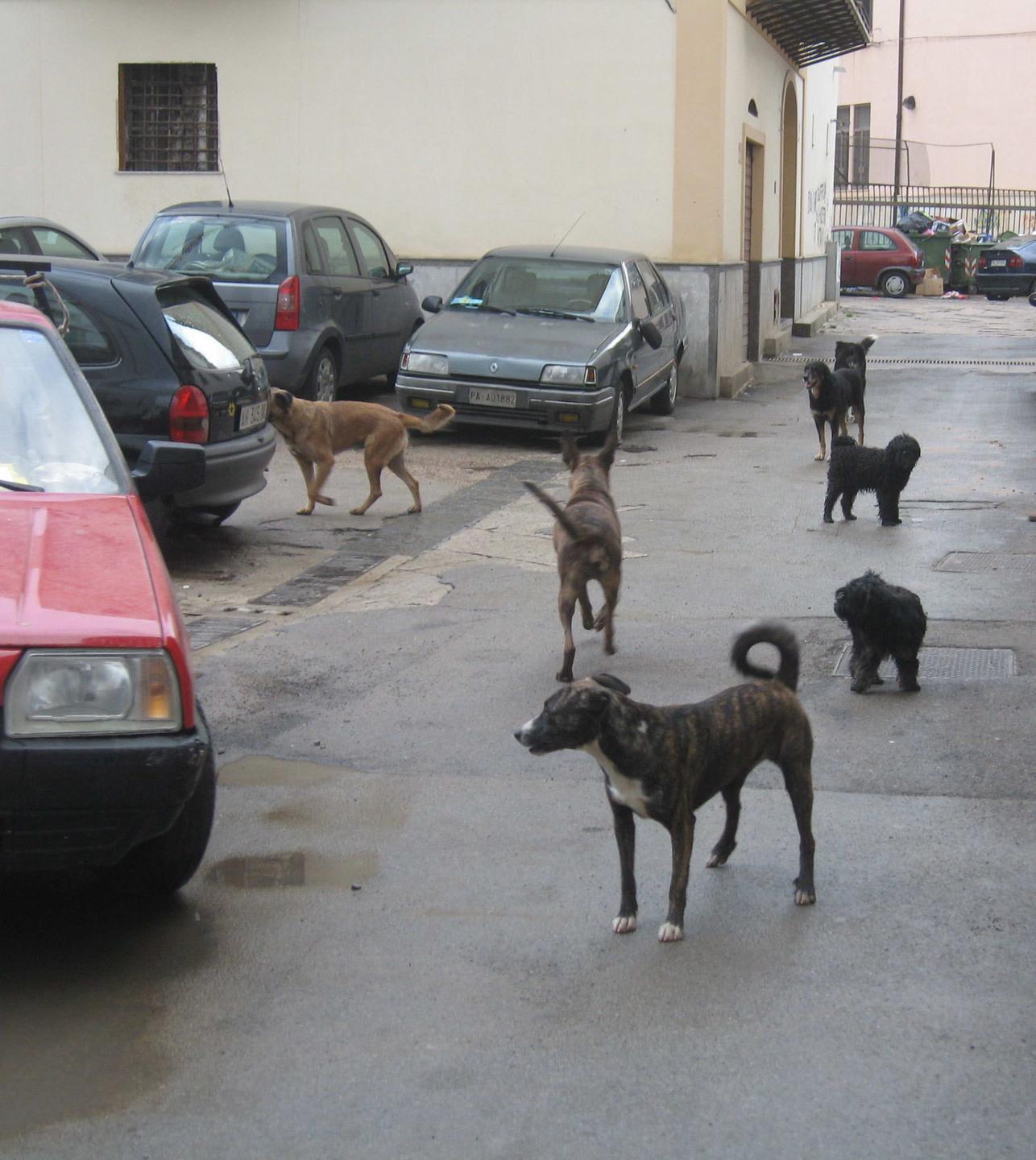 Sterilizzare cani e gatti col contributo di Facedog 