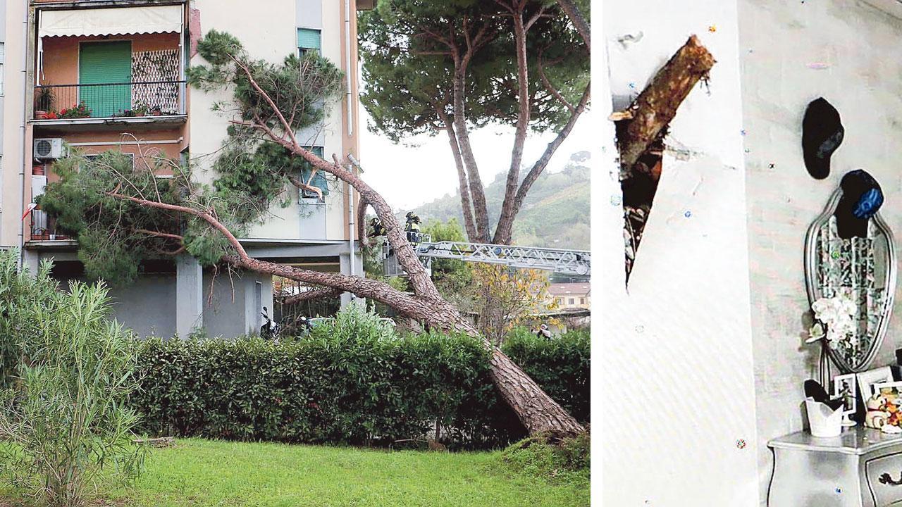 Il pino cade ed entra in casa, gli inquilini: «Abbiamo sentito un tonfo, pensavamo fosse il terremoto»