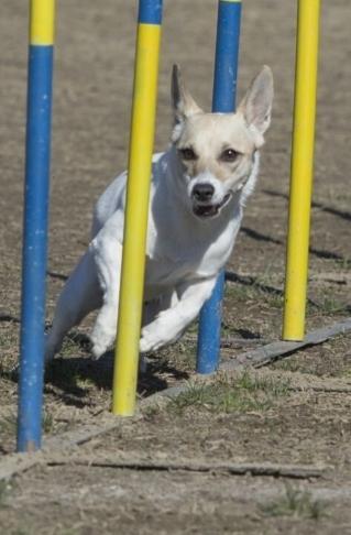 La parabola di Nancy: da randagia al canile fino ai Mondiali di agility in Olanda 