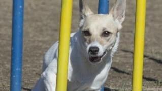 La parabola di Nancy: da randagia al canile fino ai Mondiali di agility in Olanda