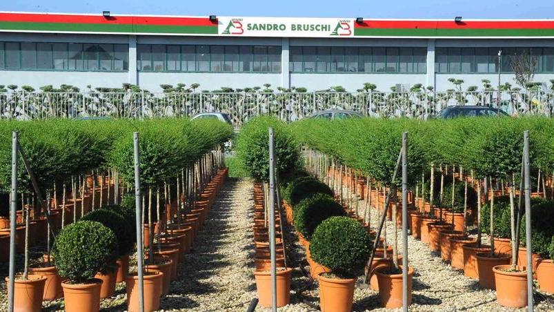 Fallimento della Sandro Bruschi Vivai, spunta un’offerta da oltre cinque milioni